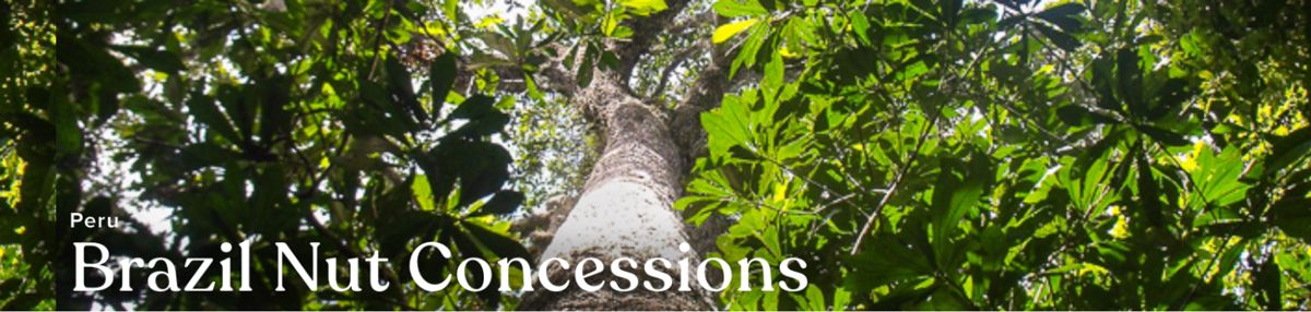 Brazil Nut Concessions